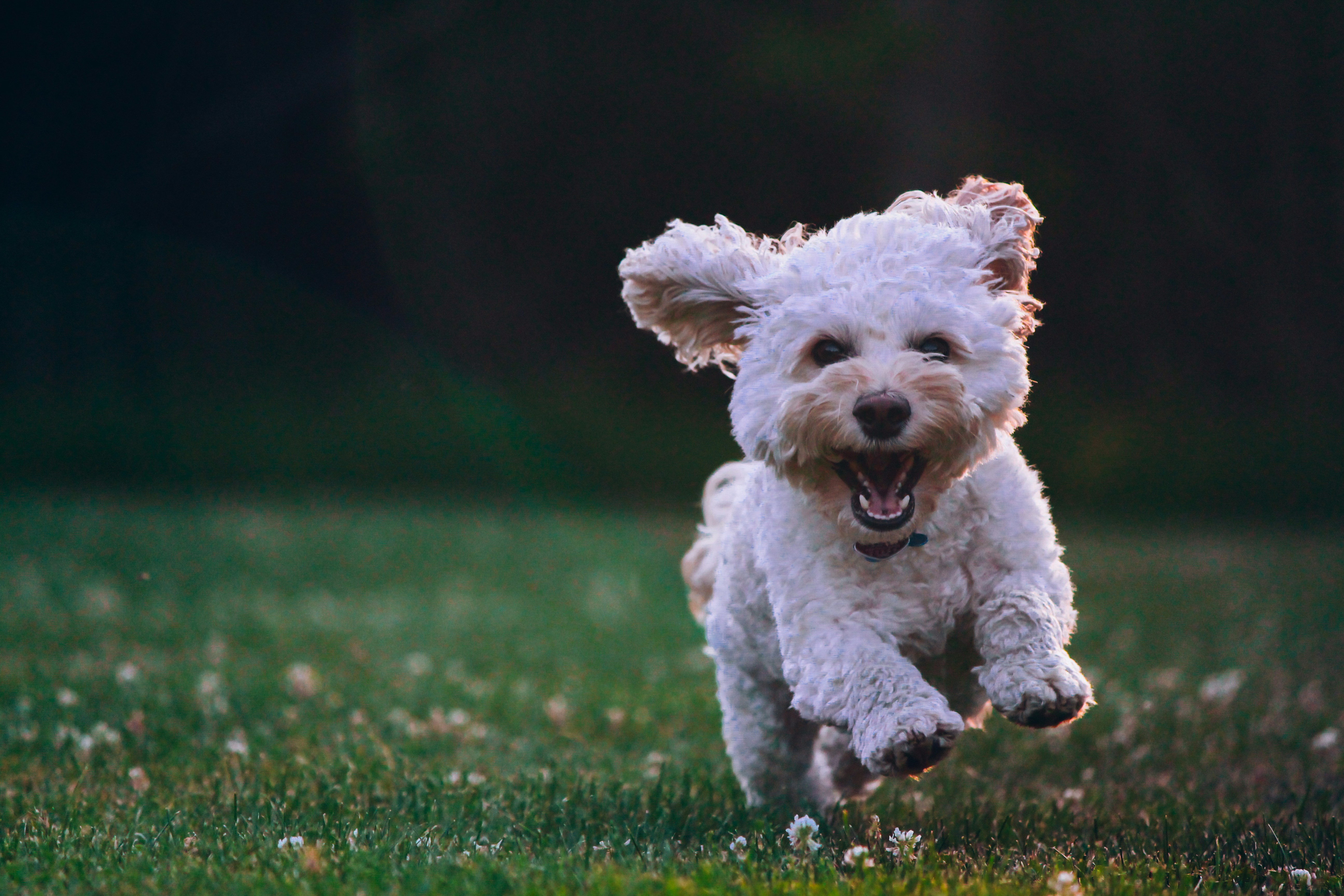 Cachorro correndo com expressão alegre, representando mais disposição